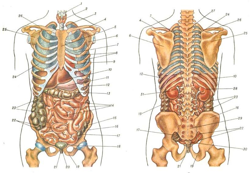 структура на телото и болка под сечилото на левото рамо